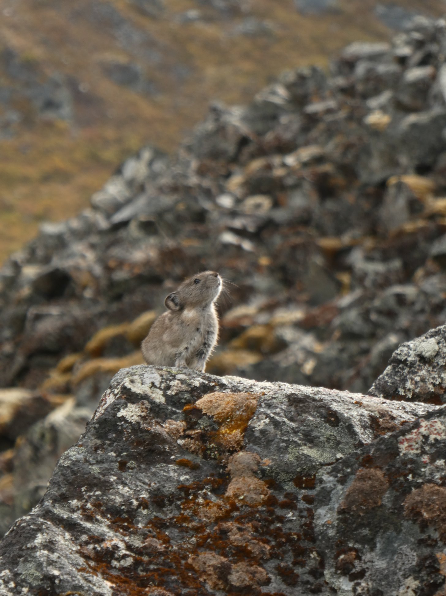 pika17_2640630564566073344_o