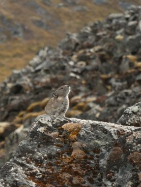 pika17_2640630564566073344_o